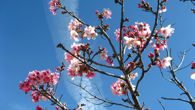 bloom-cherry-blossom01