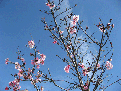 bloom-cherry-blossom03