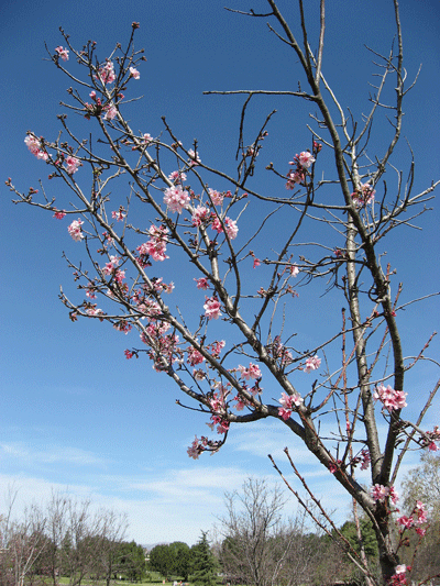 bloom-cherry-blossom04