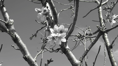 bloom-cherry-blossom05