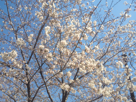 cherry-blossom-season-is-coming-in-kyoto-01
