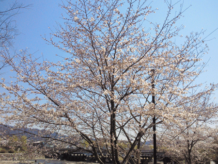 cherry-blossom-season-is-coming-in-kyoto-02