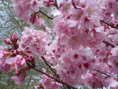 cherry-blossom-viewing-in-los-angeles01